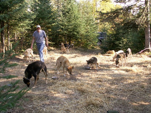 Neil and dogs