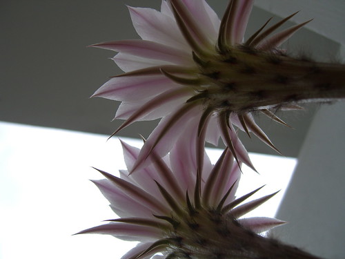 Below Two Cactus Flowers