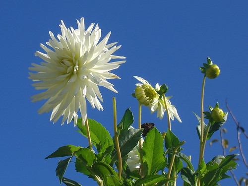 White Flower