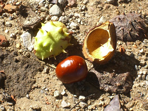 Chestnut Pieces