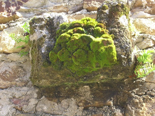 Mossy