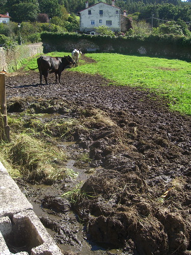 Browner on the other side of the fence