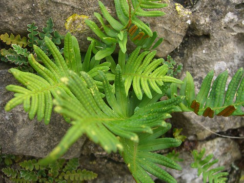 Ferns and Lichen