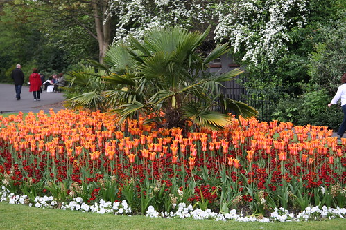 Orange Tulips