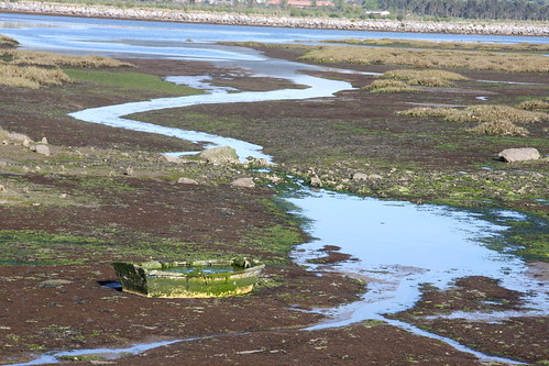 Tidal Pools