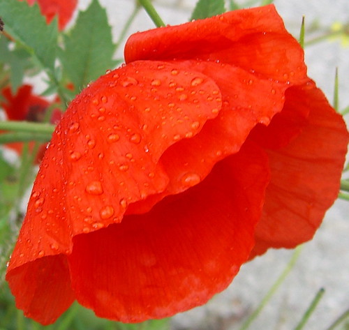 Storm-beaten poppies