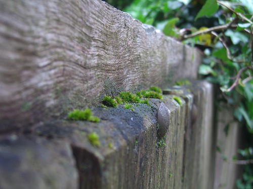 Mossy Fence