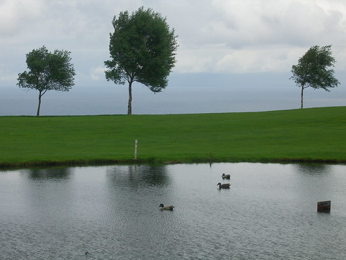 Decoy Golf Course Ducks