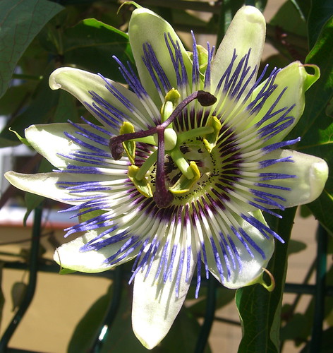 Passion fruit Flower