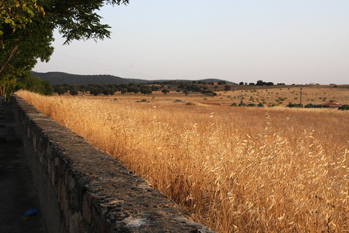 Wheat Wall