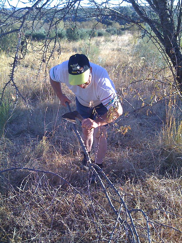 Trimming branches