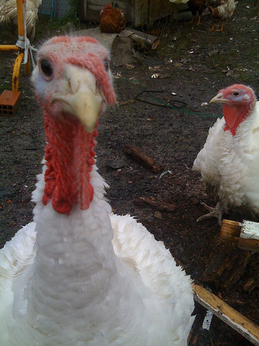 Turkey Portrait