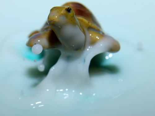 Turtle Milk Splashing