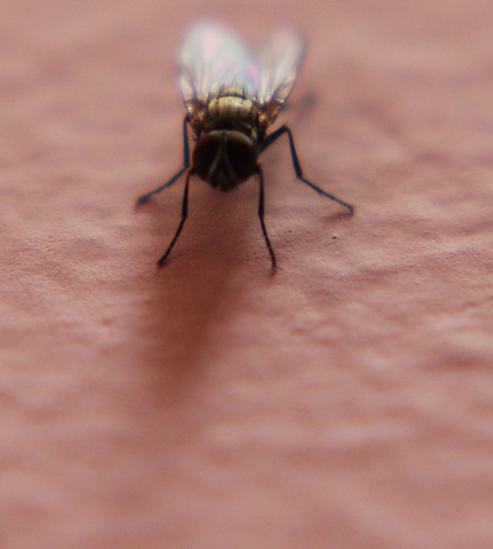 Fly on the Wall