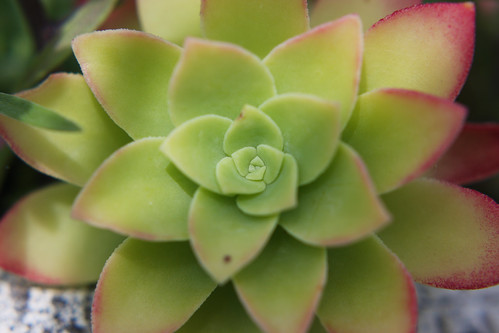 Succulent Plant