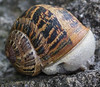 Snail on Stone Wall (crop)