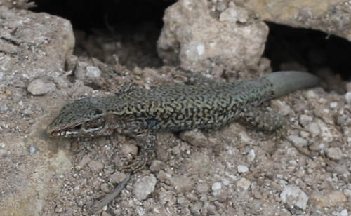 Lizard on Rubble