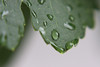 Rain on grapevine leaves