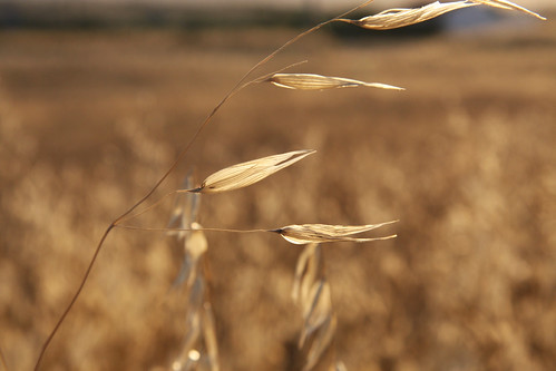 Grass Seeds