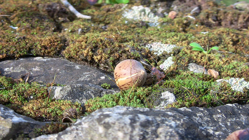 Nut Among Moss