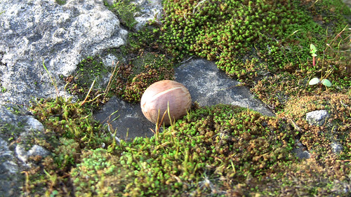 Nut Among Moss