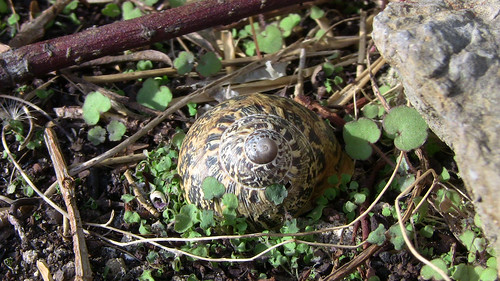 Snail Shell