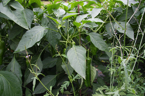 Green Peppers