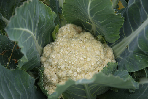 Cauliflower