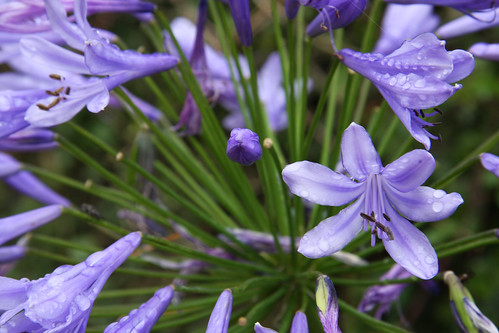 Purple Flowers