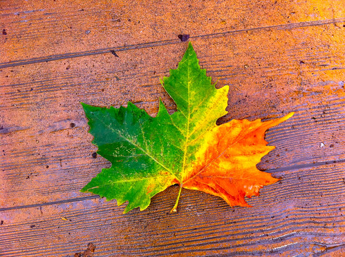 Maple Leaf Autumnal Symbolism