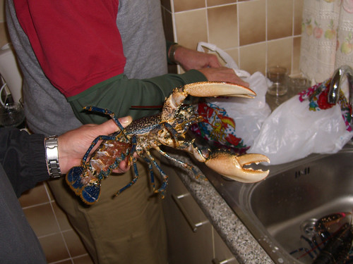 Scottish Lobster