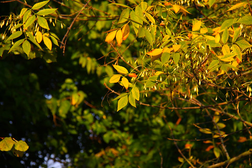 Sunset in the trees