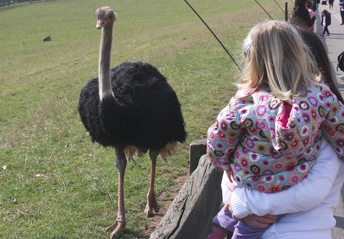 Ostrich coming for Nora