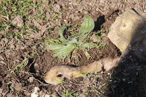 Prairie Dog