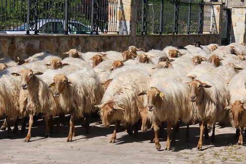 Sheep - Colindres de Arriba