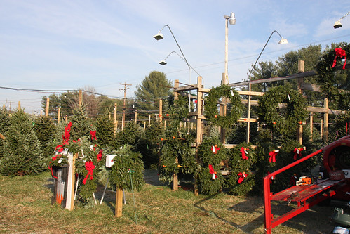 Christmas Tree Lot