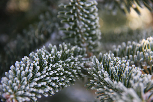 Frosty Christmas Tree