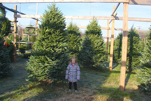 Christmas Tree Lot