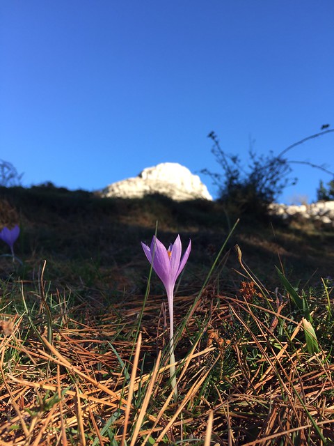 Mountain Crocus